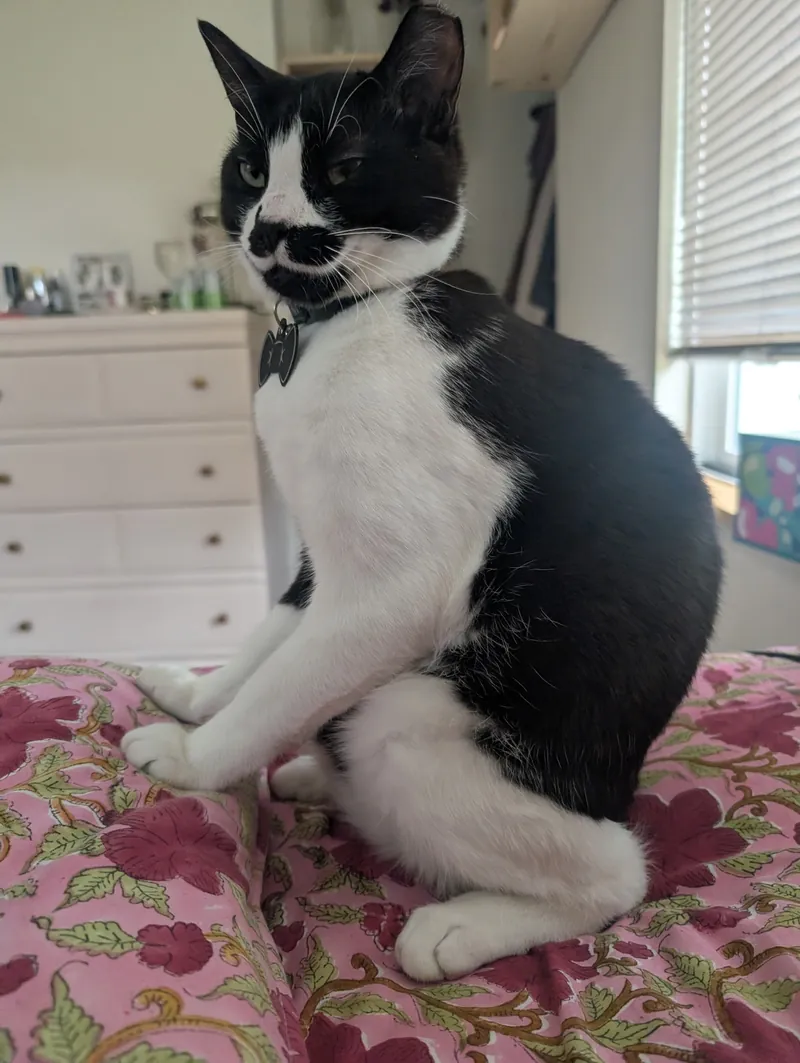 Black and white tuxedo cat in a bow tie, sitting upright on a floral bedspread