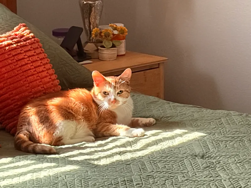 Orange and white cat lying in a sunbeam on a green quilt next to an orange pillow