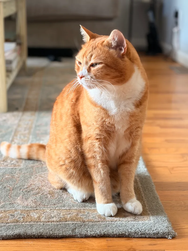 Orange and white cat sitting on a rug on a hardwood floor, looking off to the side