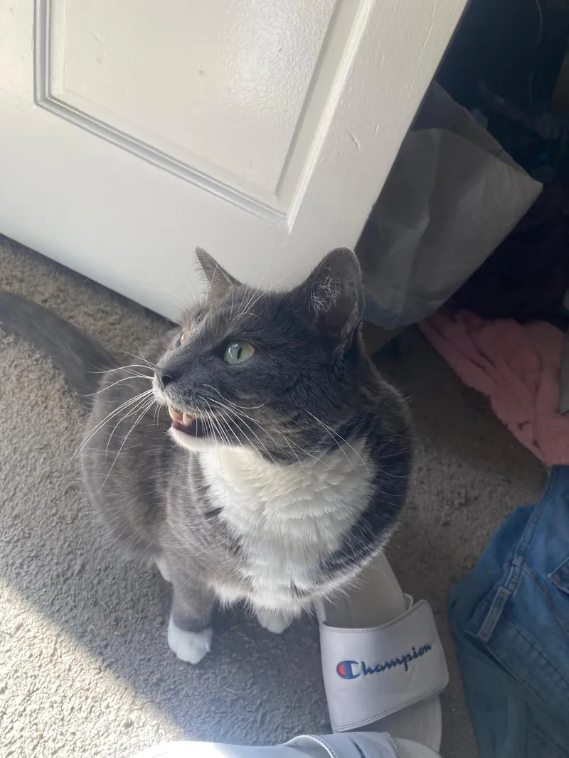 Gray and white cat looking up beside a white slide sandal on the carpet