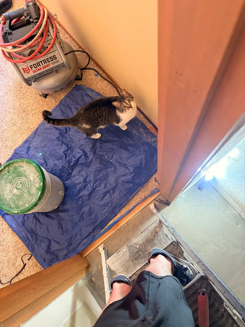 Small cat standing on a blue tarp next to an air compressor and a floor vent