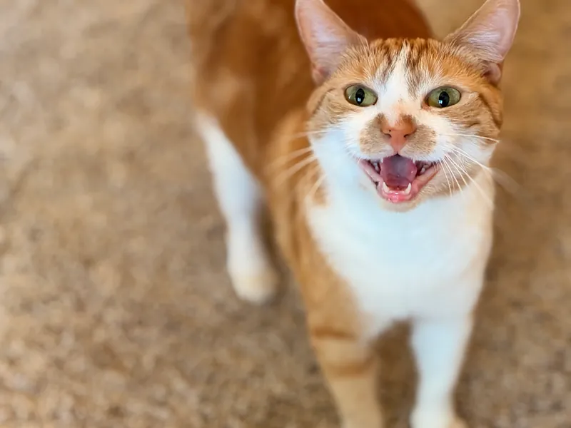 Orange and white cat with its mouth wide open, standing on carpet and looking at the camera