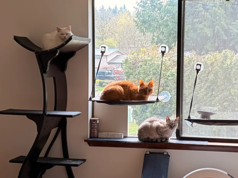 Two cats resting on a cat tree and window shelves in front of a large window