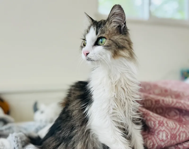 Fluffy long-haired cat with a white chest looking to the side on a bed with a pink blanket