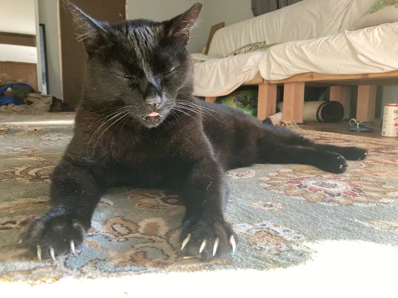 Black cat stretching on a rug with its claws out and its eyes closed