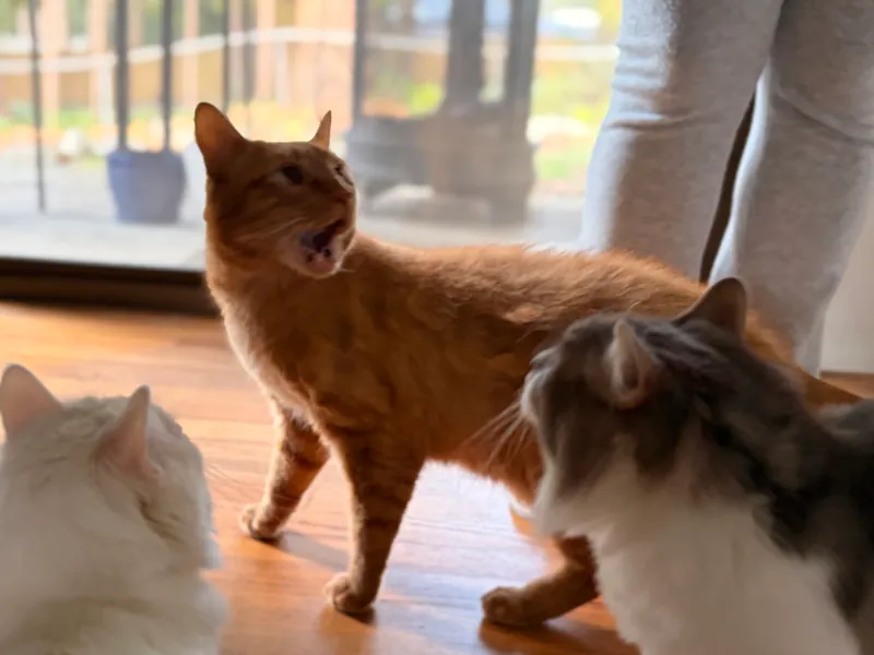 Orange cat mid-yowl facing a gray and white cat while a white cat watches, on a hardwood floor
