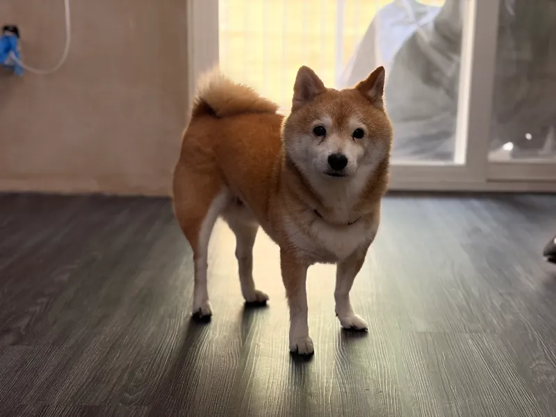 Orange and white Shiba Inu standing on a dark wood-look floor in front of a sliding door