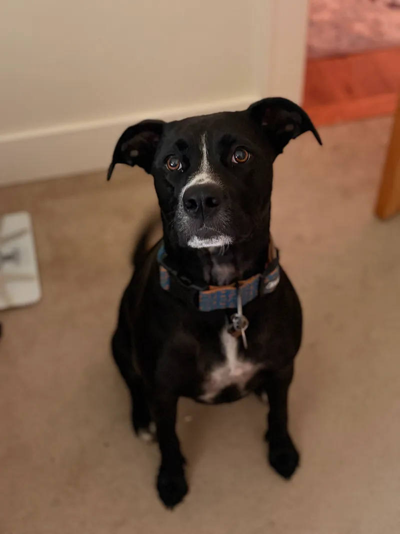 Black dog with a white chest sitting on carpet and looking up at the camera