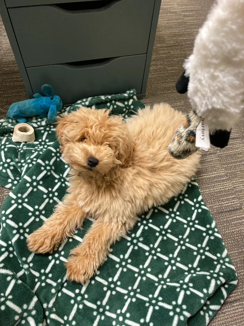 Small tan goldendoodle puppy lying on a green patterned blanket beside a plush lamb