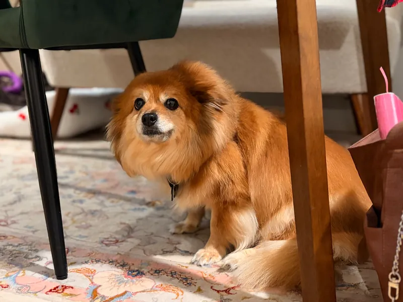 Fluffy orange and white dog sitting under a wooden table on a patterned rug