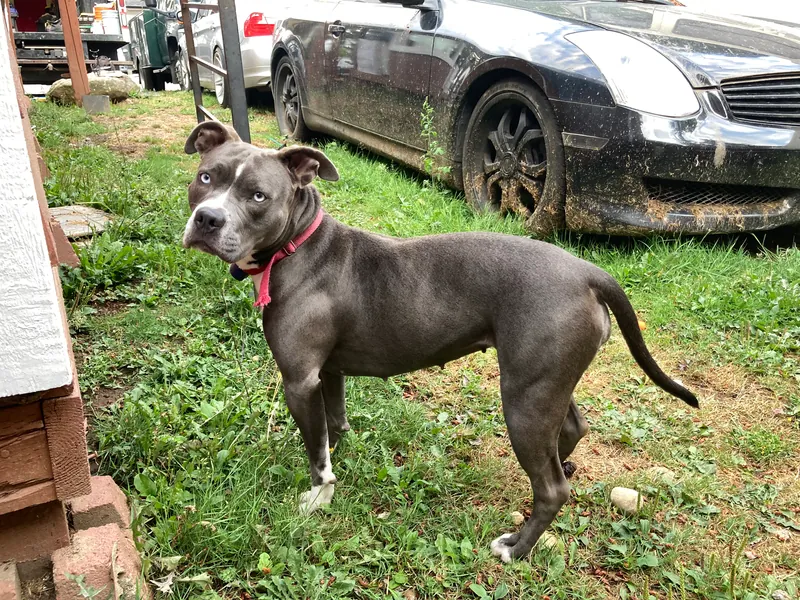 Gray pit bull standing in a grassy yard beside a dark parked car