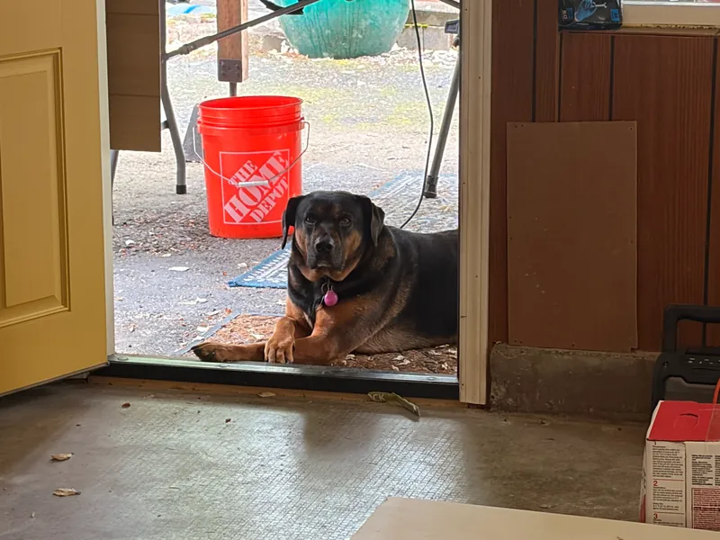 A large black and tan dog lying in an open doorway beside an orange bucket